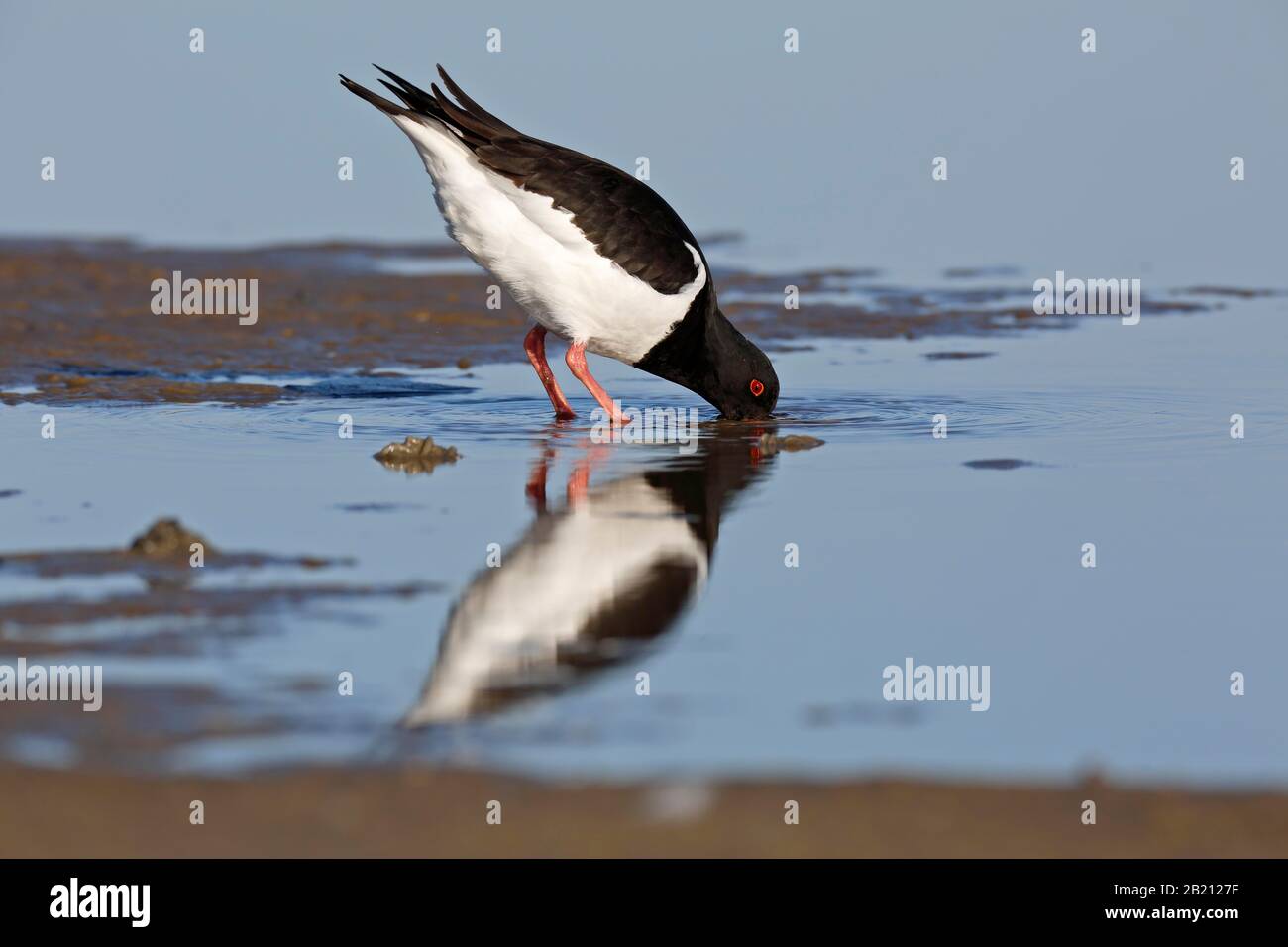 L'ostercatcher eurasiatica (Haematopus ostralegus), alla ricerca di cibo nei mudflats, nelle Isole Frisone orientali, nel Parco Nazionale del Mare di Wadden della Bassa Sassonia Foto Stock