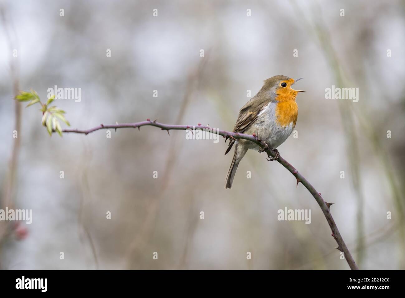 Canto europeo robin (Erithacus rubecula) su ramo rosa, Assia, Germania Foto Stock