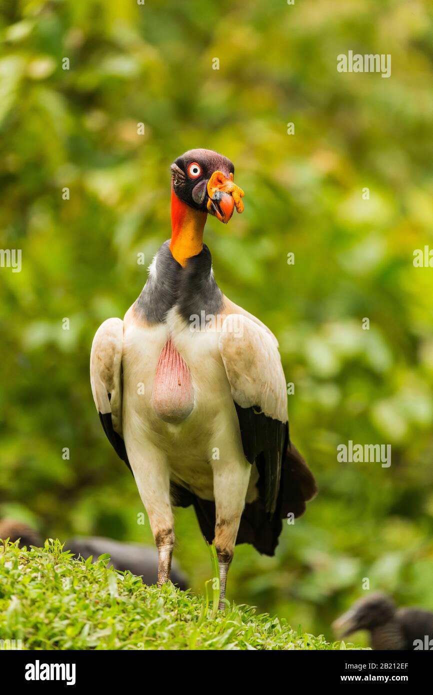 Re Vulture (Sarcoranfus papa) in posa mostrando la testa colorata, Costa Rica Foto Stock