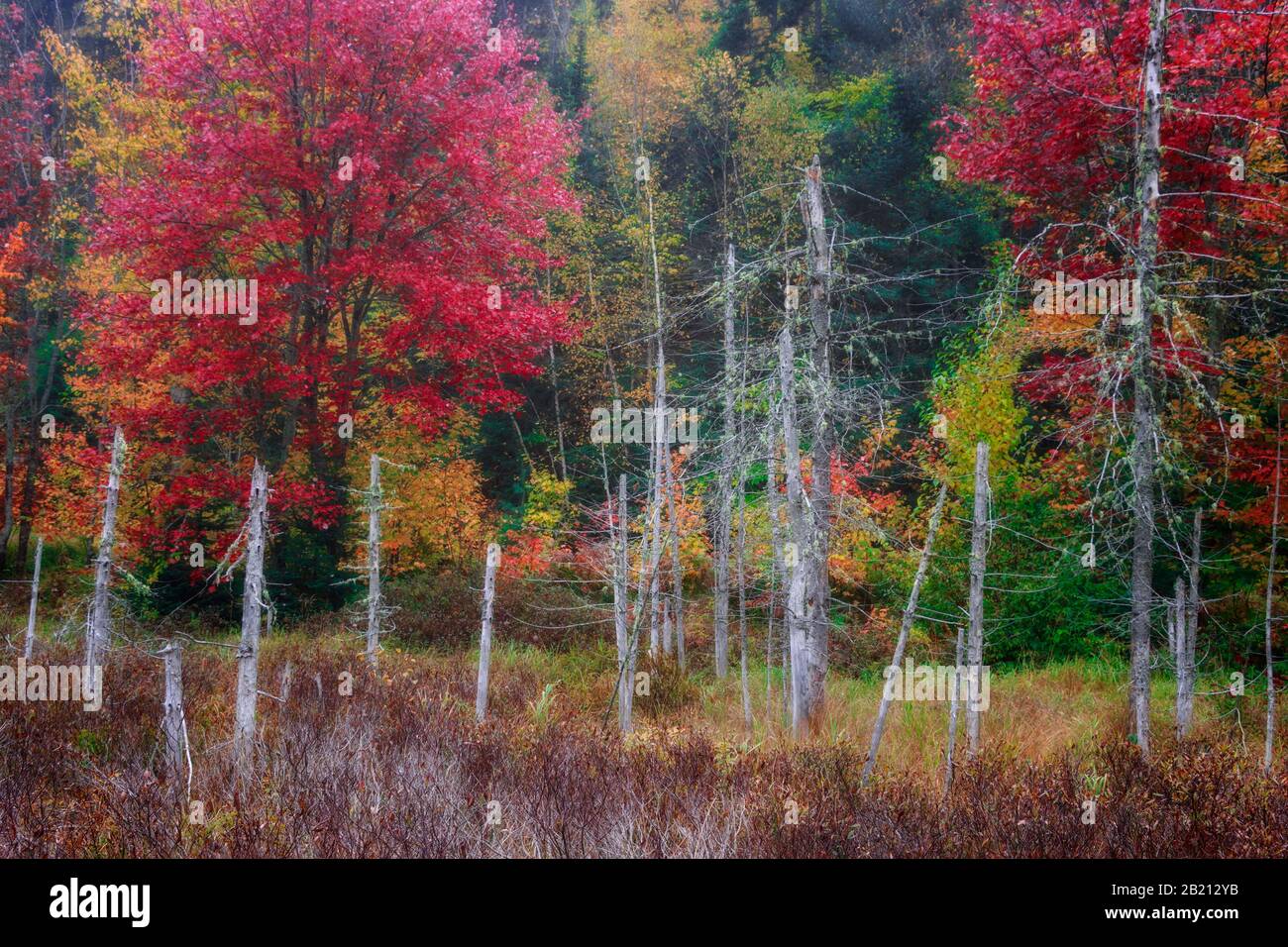 Vita e morte di alberi intorno ad una palude in stagione autunnale Foto Stock