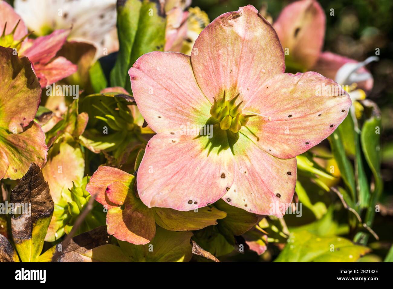 Ellebore in fiore. Rosa di Natale Foto Stock