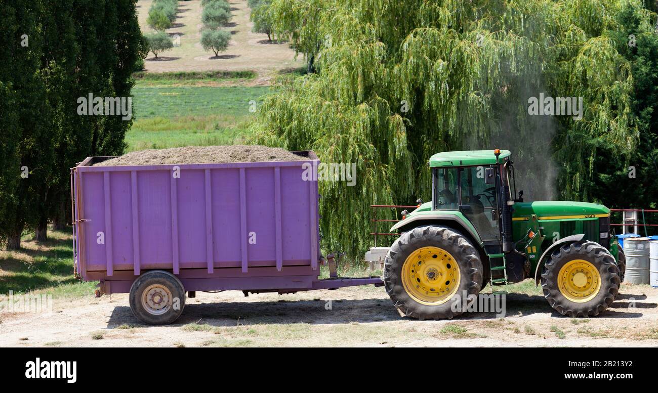Raccolta della lavanda in Valensole, Provenza. Francia Foto Stock
