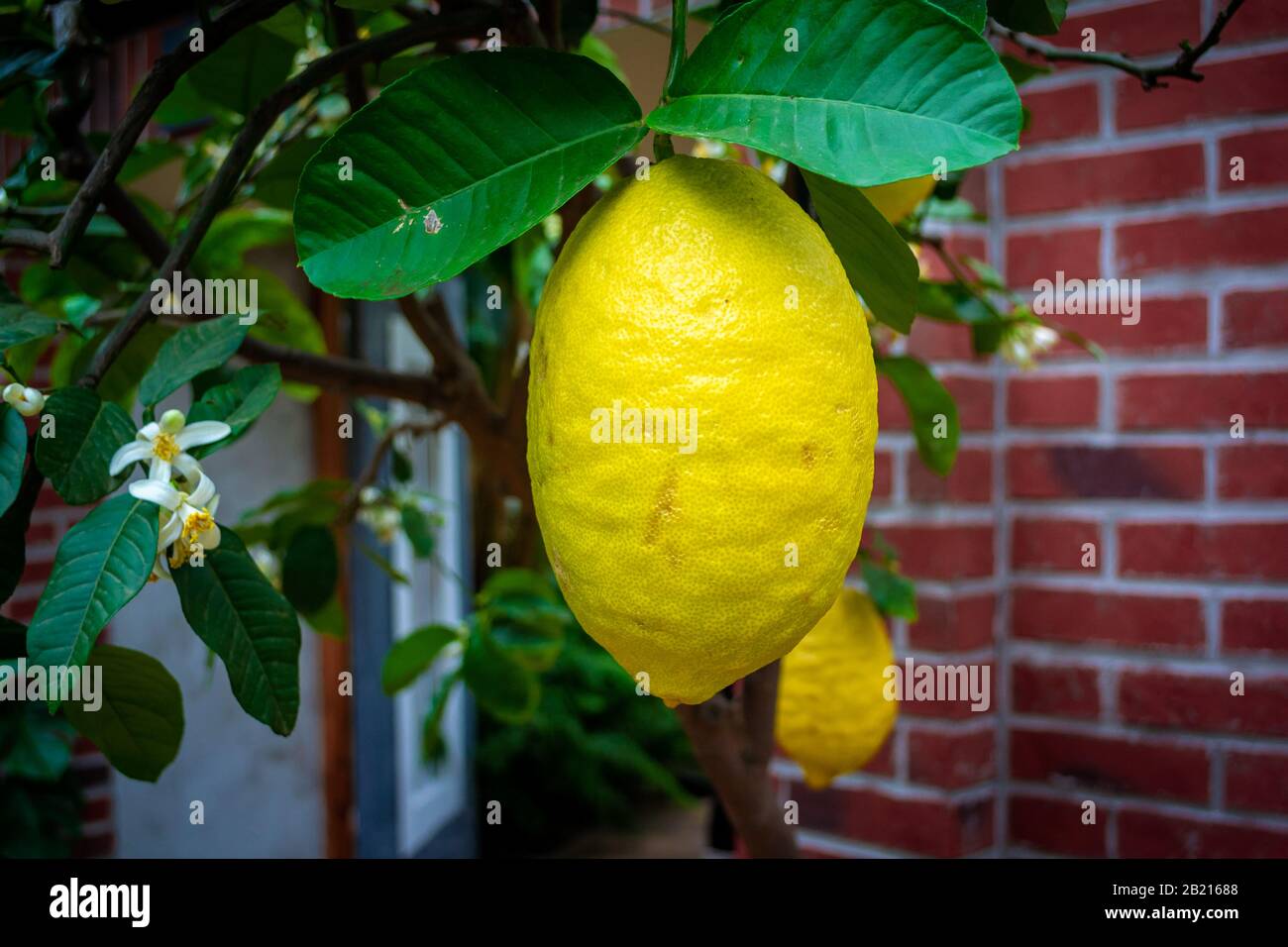 Citron o Citrus medica piccolo albero. Uno degli agrumi originali da cui si svilupparono tutte le altre piante di agrumi. Foto Stock