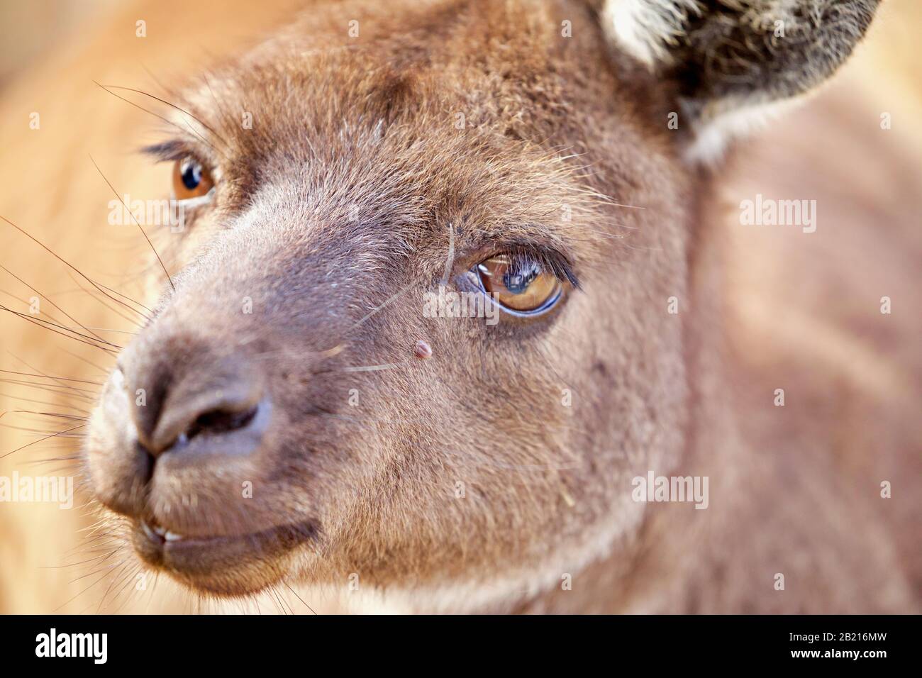 Primo piano su Kangaroo Foto Stock