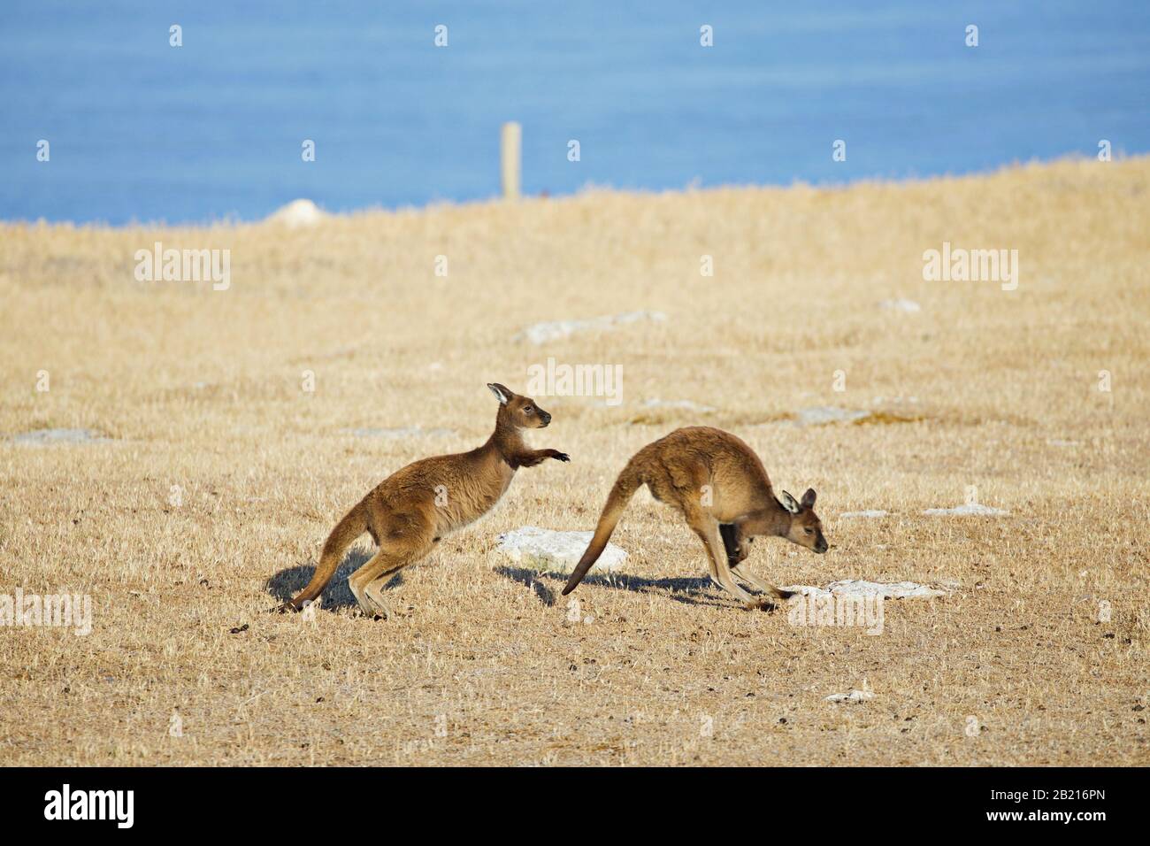 canguro singolo che salta da destra a sinistra Foto Stock