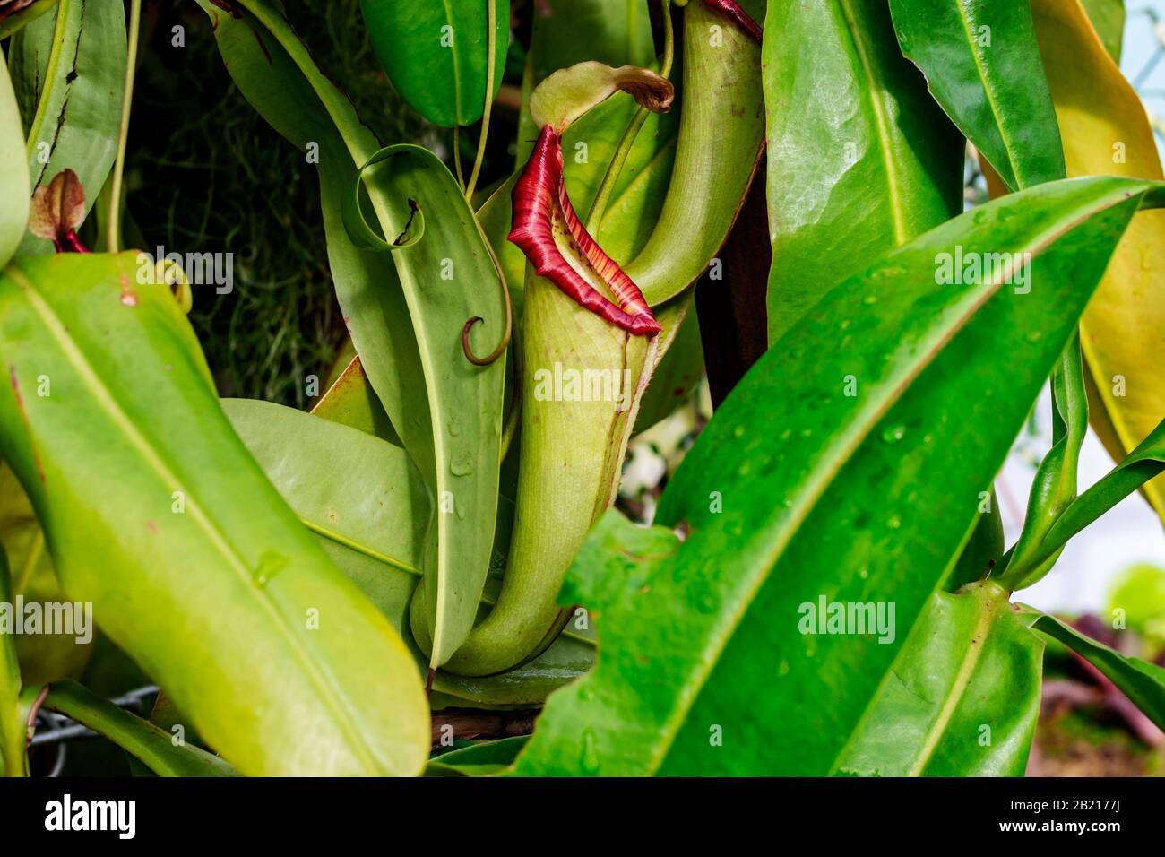 Il lanciatore verde pallido con macchie rosso-marroni di Nepenthes 'Miranda', una pianta carnivora perenne. Foto Stock