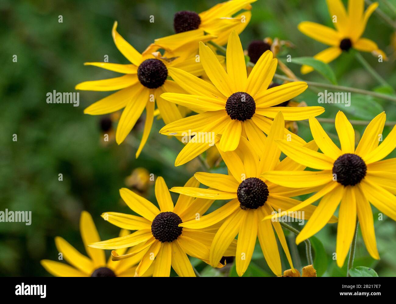 Bei fiori gialli luminosi con centri marroni chiamati fiori corti del cono dei capelli Foto Stock