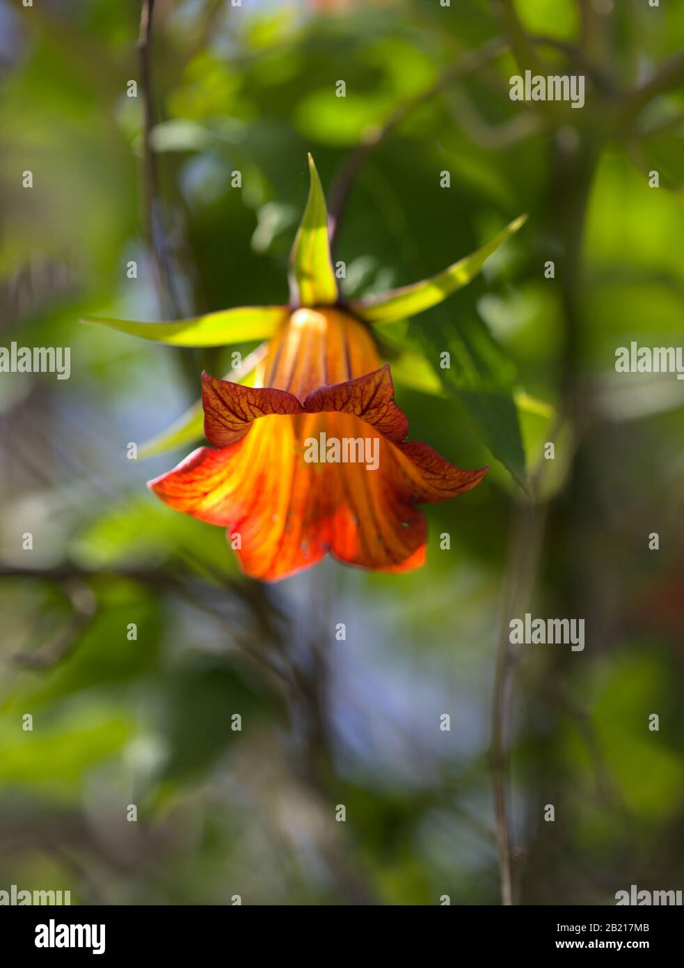 Flora di Gran Canaria - Canarina canariensis, localmente chiamato bicacaro, endemico alle Isole Canarie, sfondo naturale macro Foto Stock