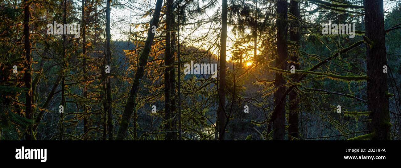 Splendidi E Vivaci boschi verdi con alberi freschi vicino a un lago al tramonto. Preso In White Pine Beach, Port Moody, Vancouver, British Columbia, Cana Foto Stock