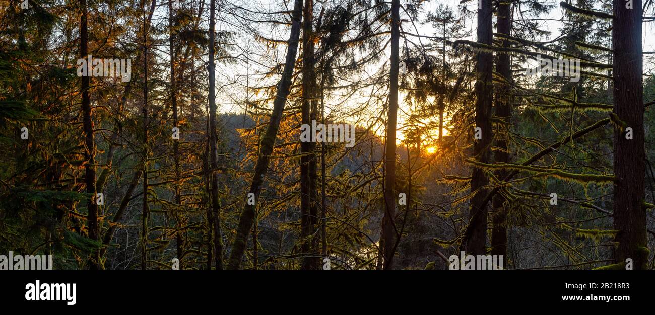 Splendidi E Vivaci boschi verdi con alberi freschi vicino a un lago al tramonto. Preso In White Pine Beach, Port Moody, Vancouver, British Columbia, Cana Foto Stock