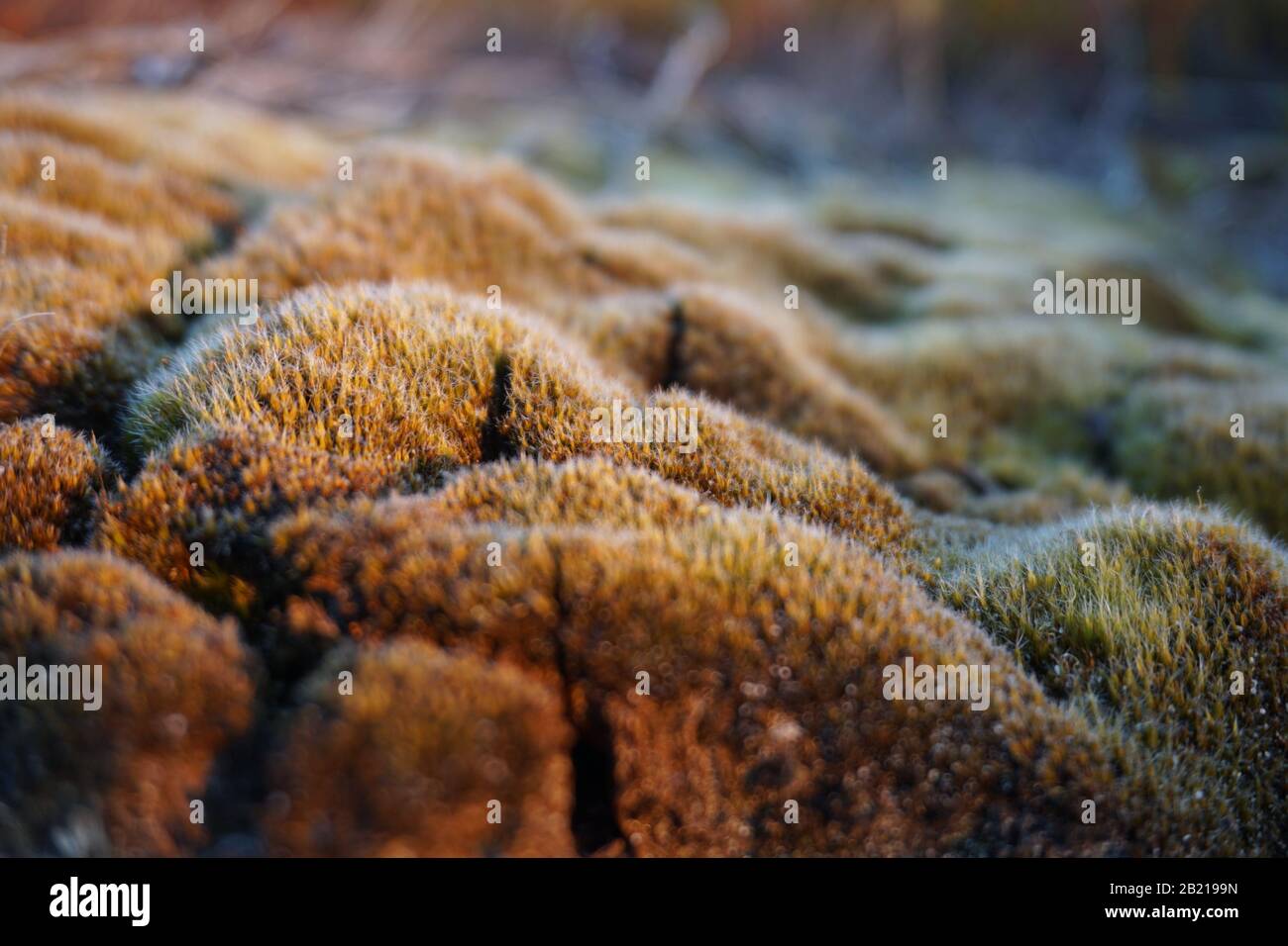 Dune muschio a Rantum/Sylt Foto Stock