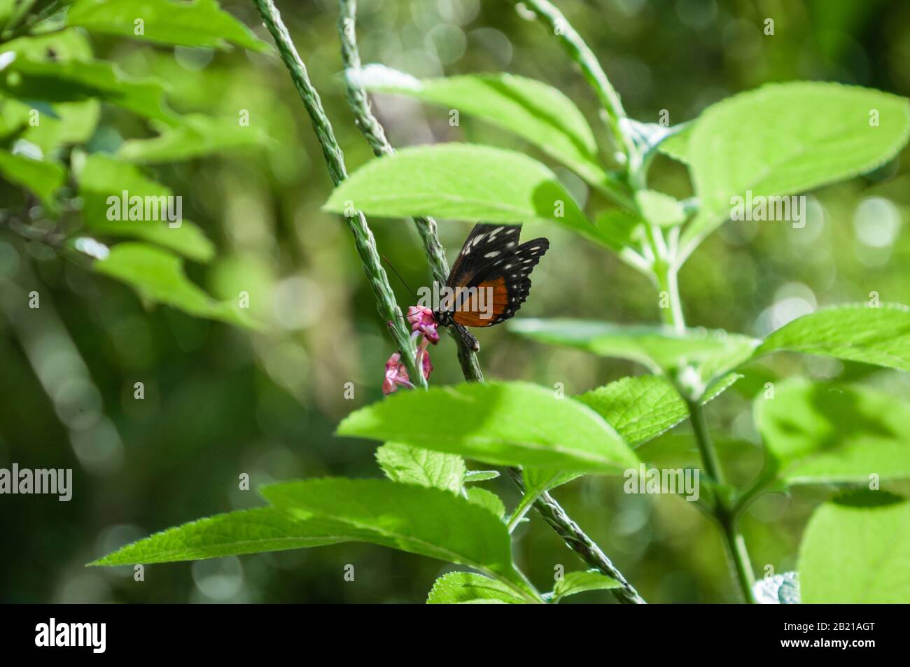 Farfalla tropicale riposa tra le foglie Foto Stock