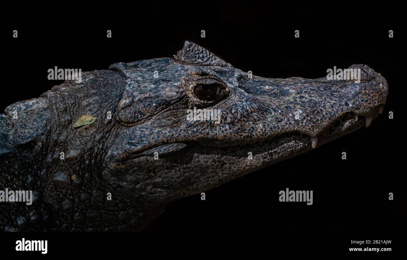 Testa di Caiman, vista laterale su sfondo nero Foto Stock