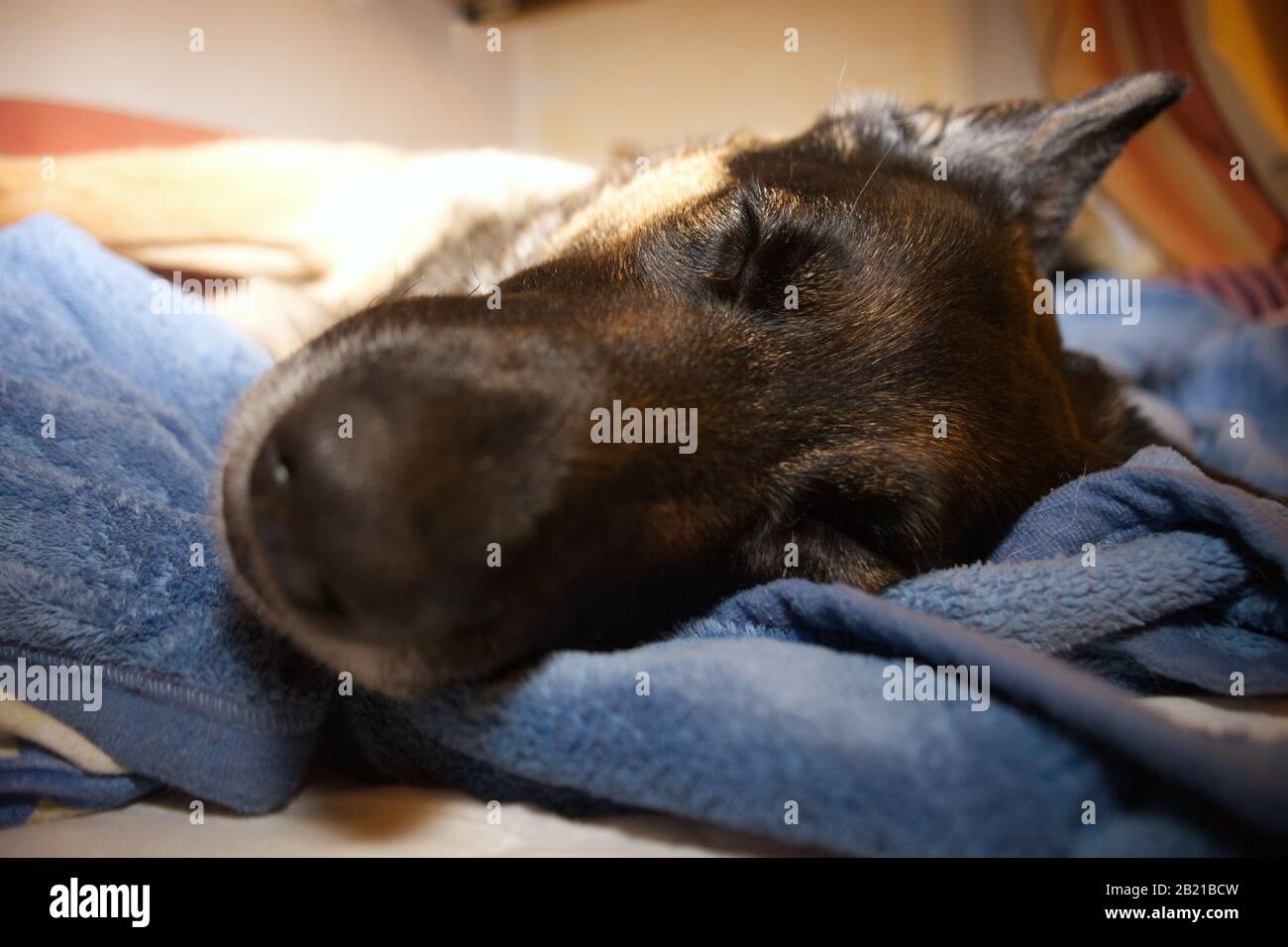 cane pastore tedesco dormire. I cani addormentati si trovano a breve distanza Foto Stock