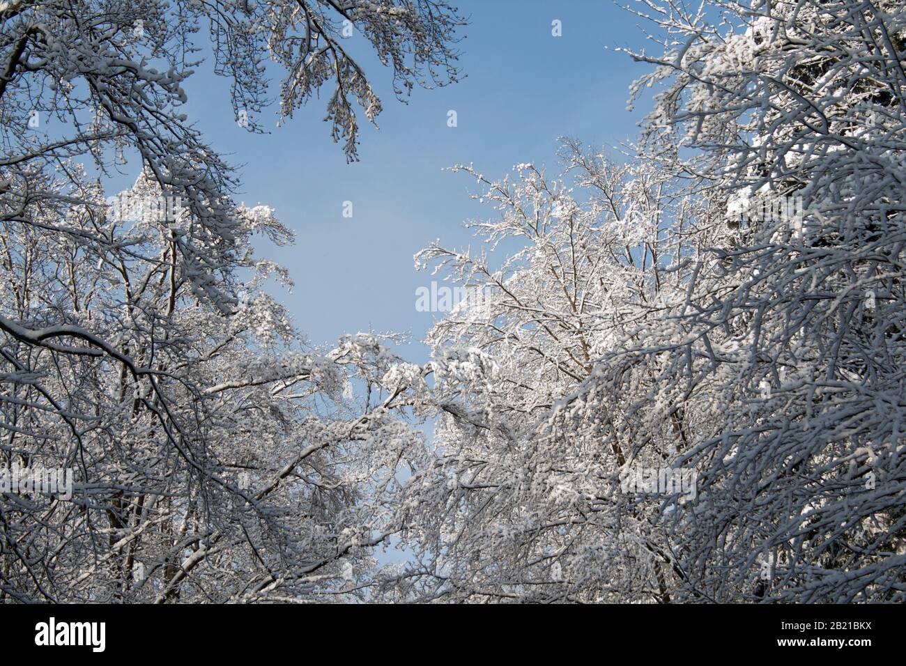 Paesaggio innevato, alberi in inverno Foto Stock