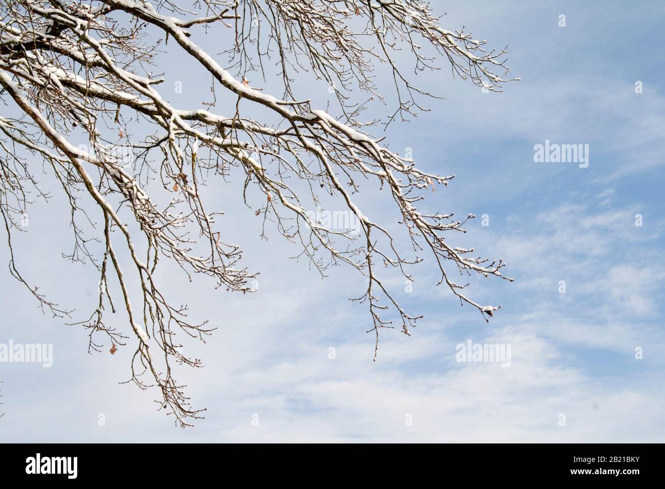 Paesaggio innevato, alberi in inverno Foto Stock