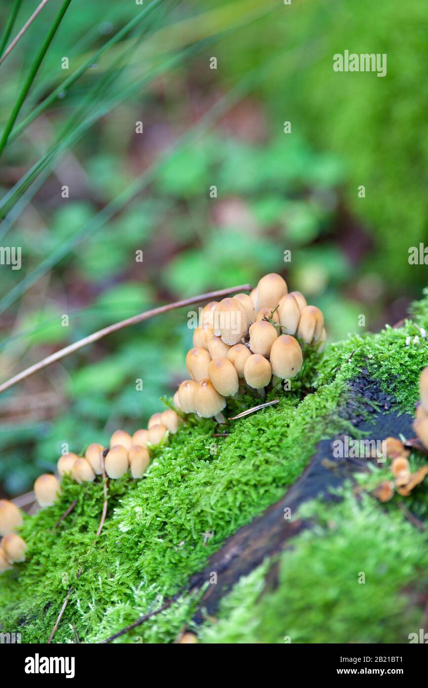 Funghi porcini di zolfo ipoloma fasciculare Foto Stock