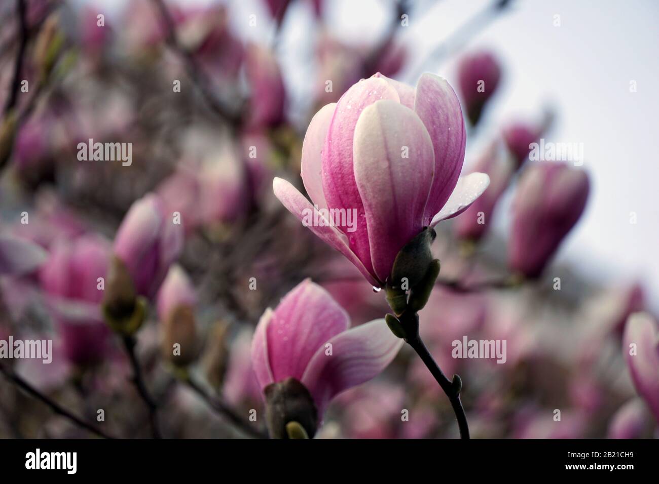 Magnolia albero fiore. Bella Dewy Magnolia fiore con rami di fiori sullo sfondo sfocato Foto Stock