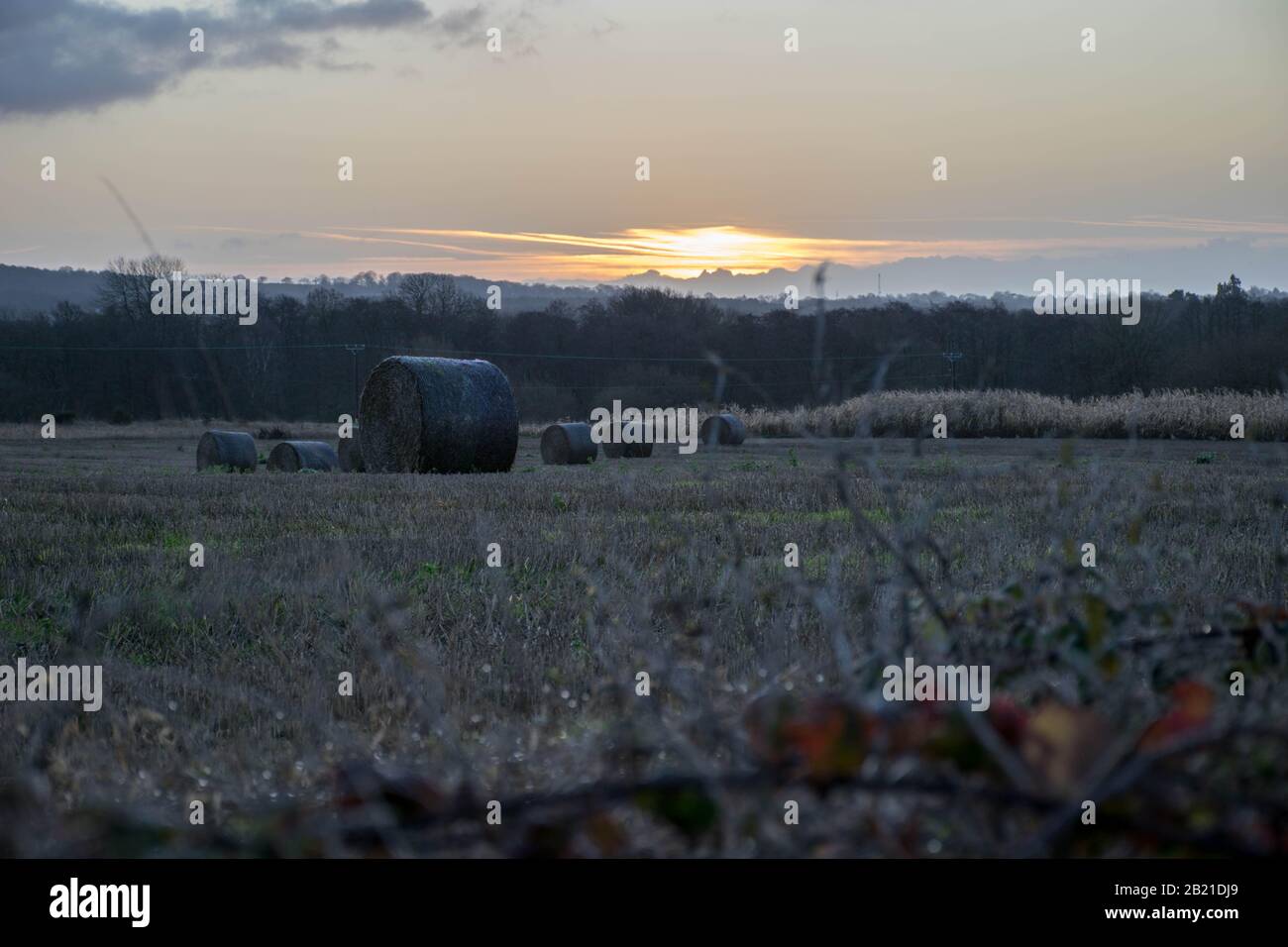 Vista da cespugli su Haymows all'alba Foto Stock