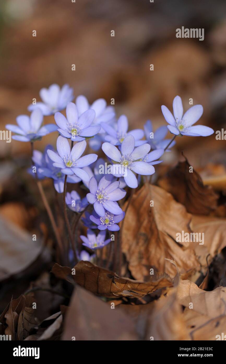 Leberblümchen Foto Stock