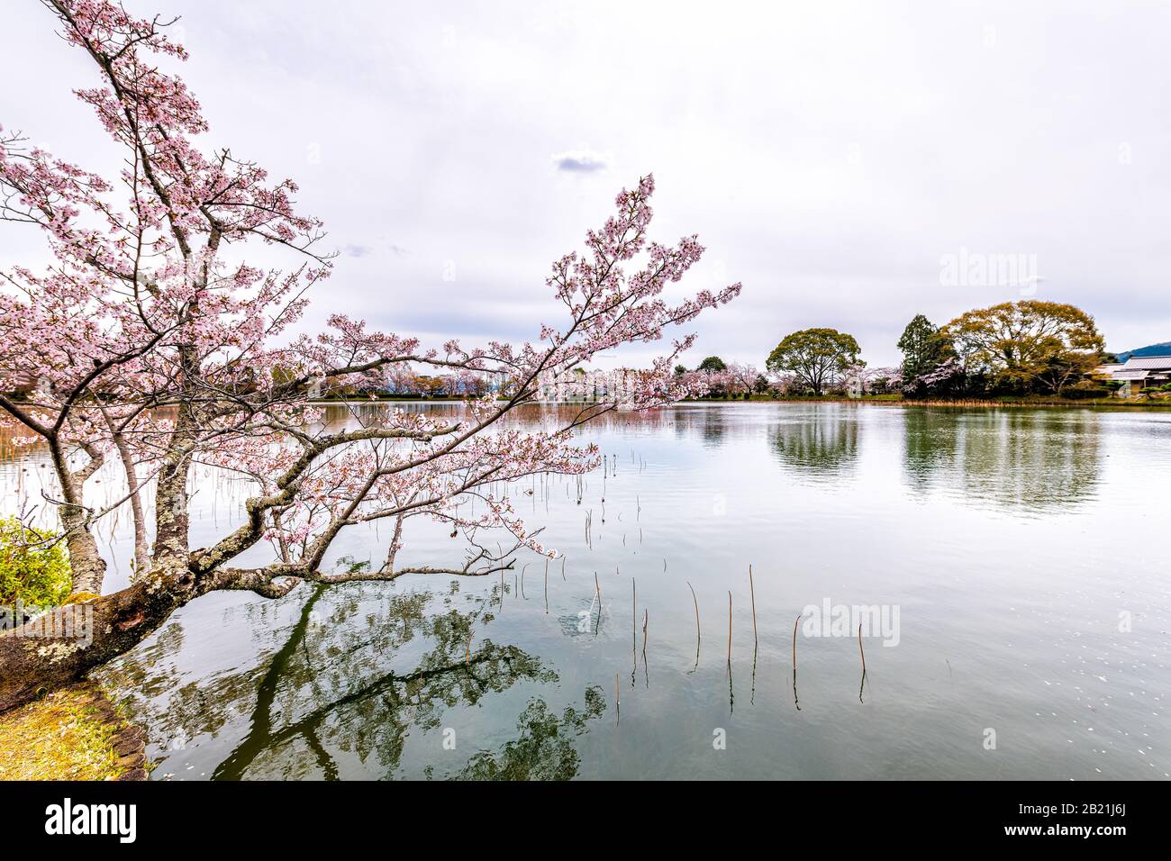 Kyoto, Giappone albero di fiori di ciliegio del lago Osawa-no-Ike stagno in primavera nella zona di Arashiyama dal Tempio Daikakuji con barca tour tradizionale rossa Foto Stock
