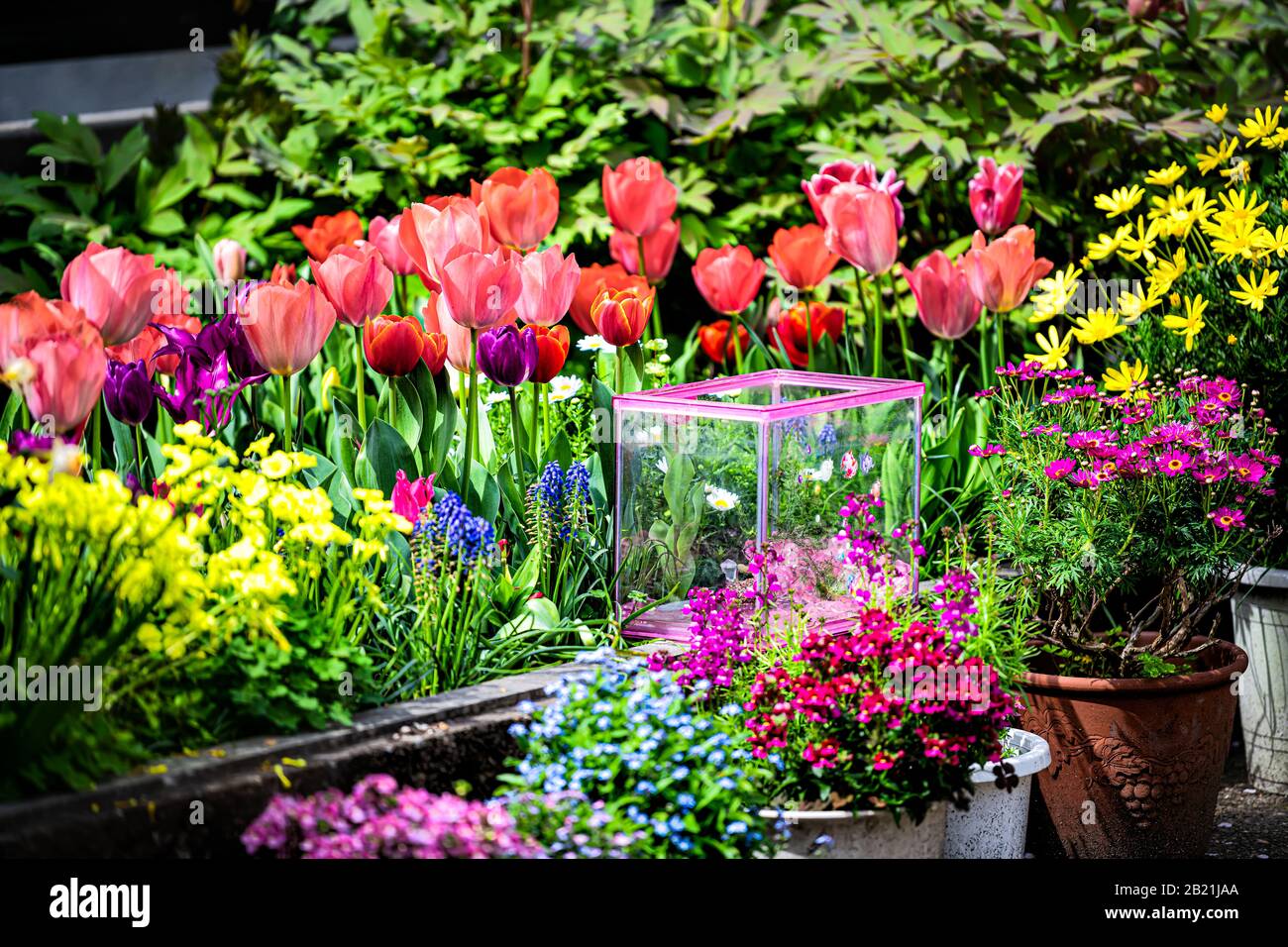 Takase fiume nel quartiere residenziale di Kyoto con fiori primaverili paesaggistici lungo l'acqua nel mese di aprile con tulipani colorati e vivaci Foto Stock