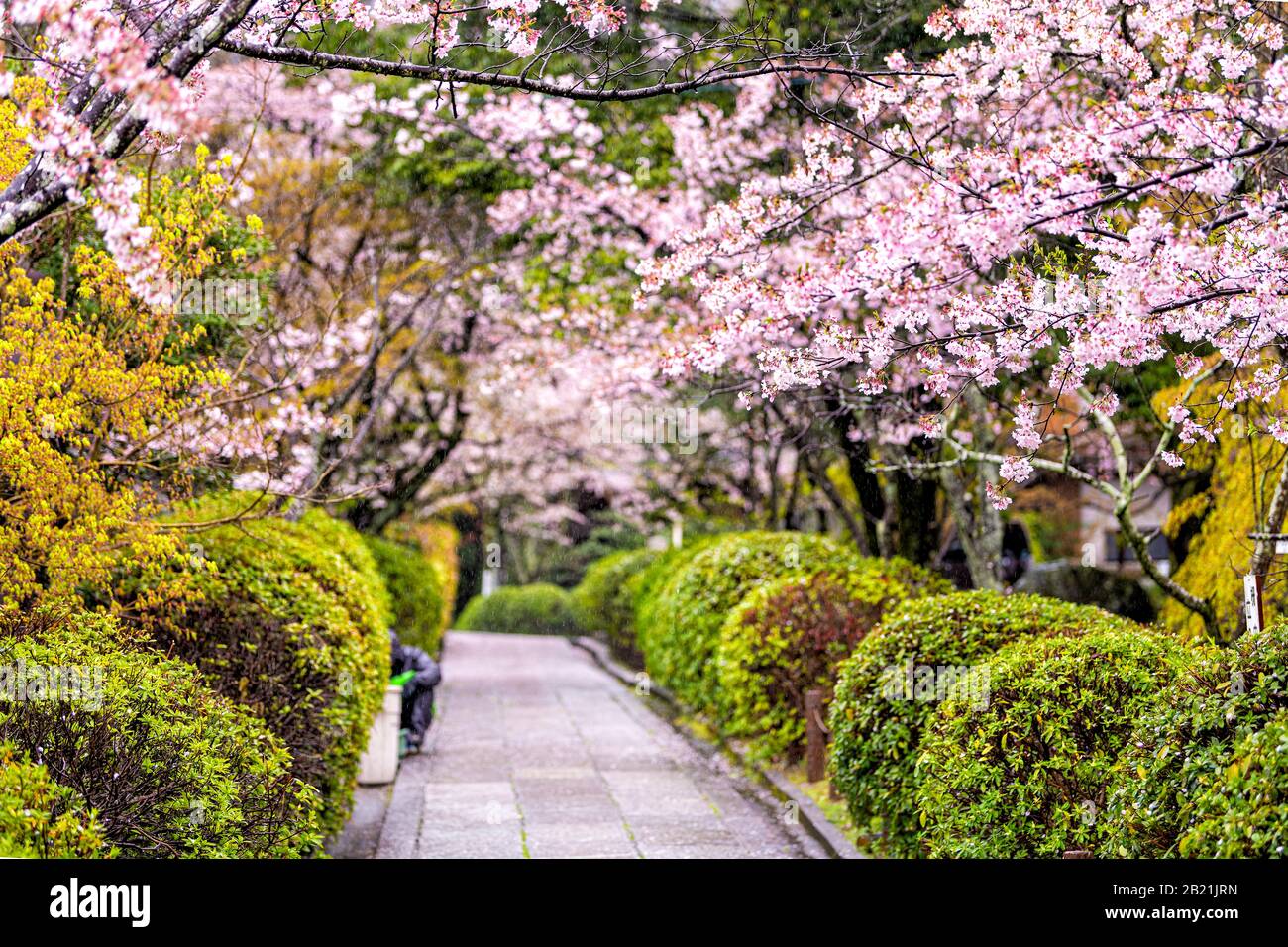 Kyoto, Giappone parco giardino tempio ingresso nel quartiere Gion con strada lunga strada stretta percorso vuoto a ryozen honbyo con fiori rosa fiore ciliegio Foto Stock