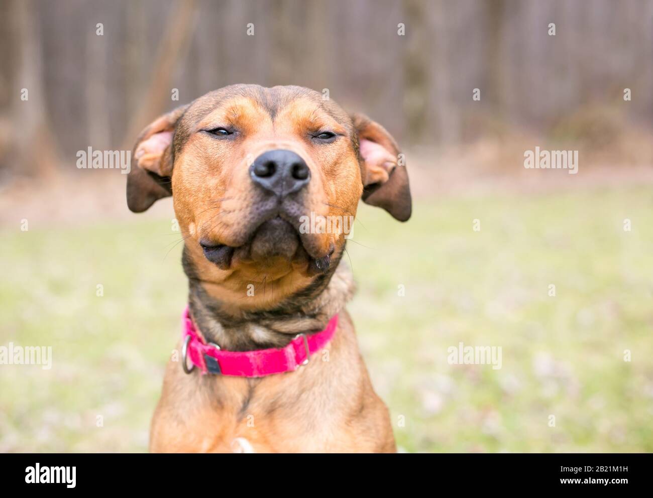 Un pastore x Terrier mista razza cane con i suoi occhi chiusi in un'espressione annoiato o assonnato Foto Stock
