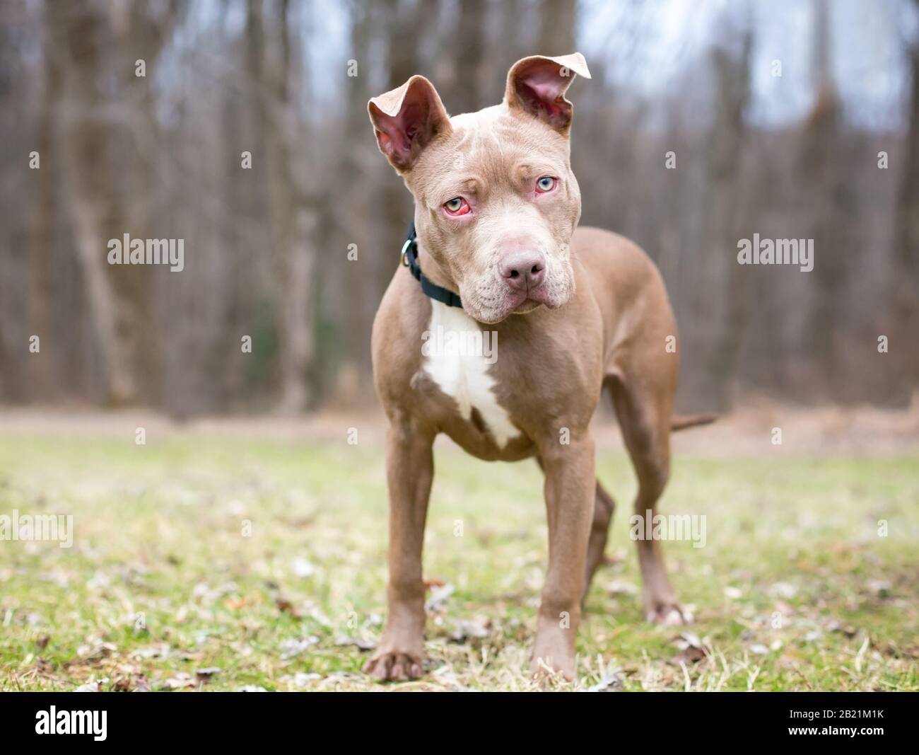 Un Pit Bull Terrier misto razza cane con nictitans ghiandola prolasso o 'occhio ciliegia' in entrambi gli occhi Foto Stock