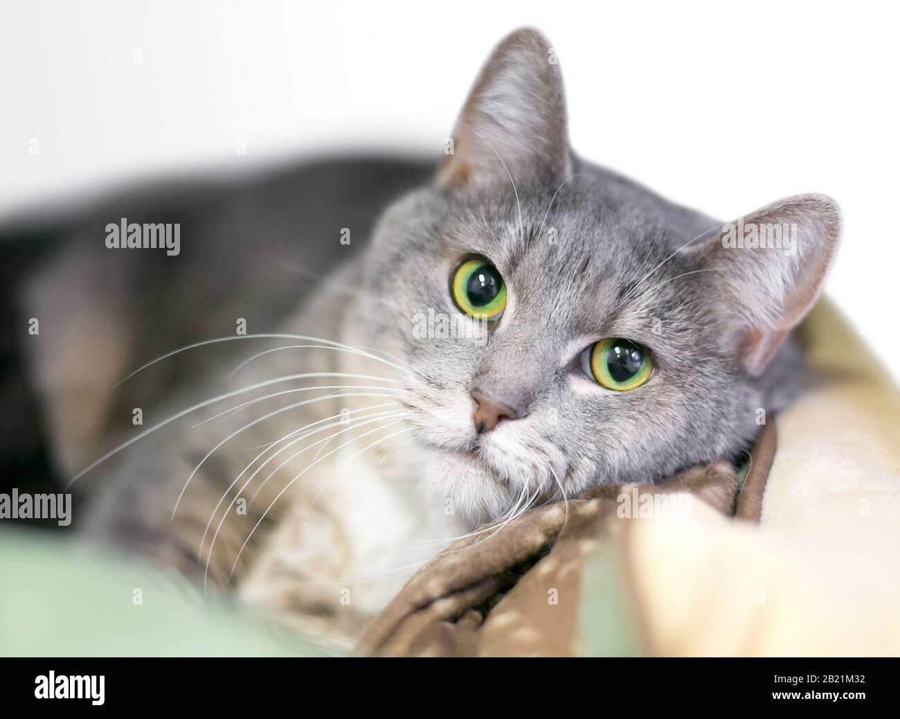 Un gatto grigio tabby shorthair domestico con occhi verde brillante rilassante in un letto di gatto Foto Stock