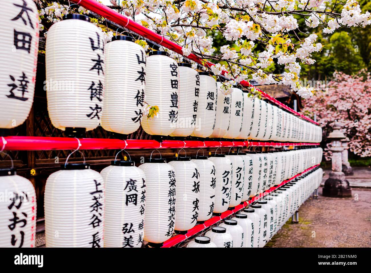 Kyoto, Giappone - 10 aprile 2019: Hirano jinja Santuario giardino parco con molte luci di carta in fila con fiori di ciliegio fiore Foto Stock