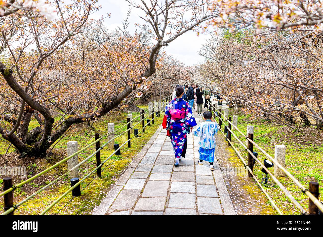 Kyoto, Giappone - 10 aprile 2019: Fiori in fiore di tardo ciliegio sakura al tempio Ninna-ji con molti turisti che camminano sul sentiero Foto Stock