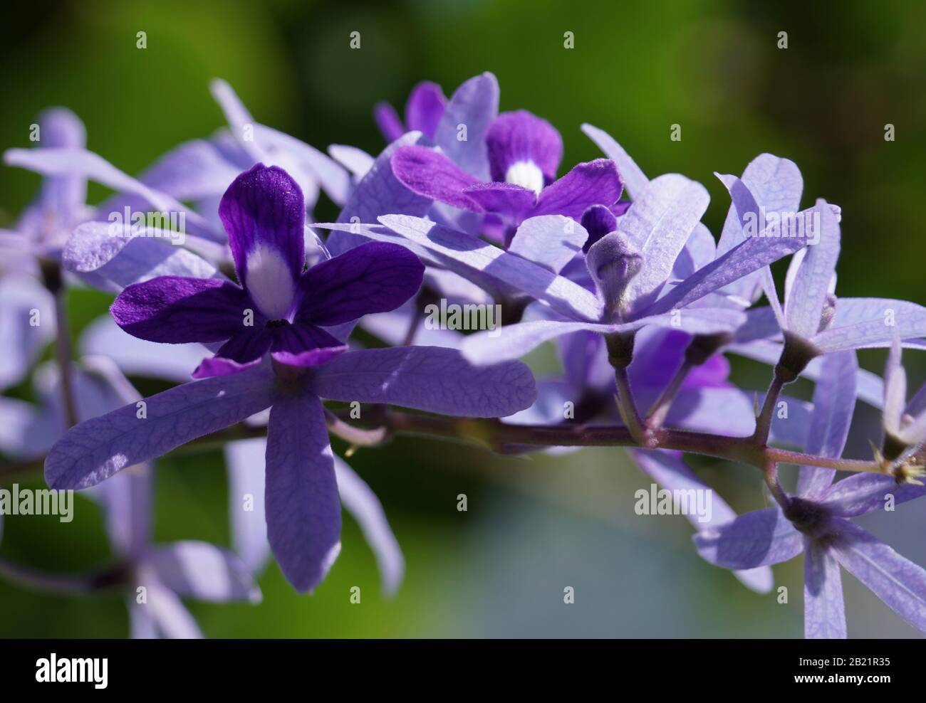 Un primo piano dei bellissimi fiori conosciuti come la corona della Regina. Questo scatto si concentra su un centro di fiori in fiore e uno in germoglio. Foto Stock