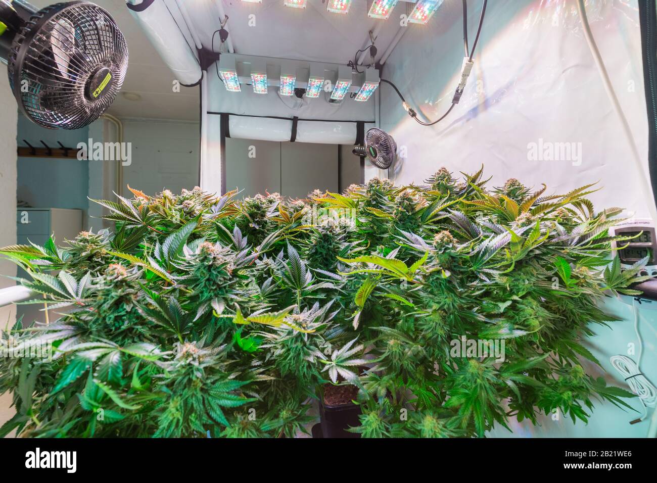 La Cannabis Sta Crescendo Al Chiuso Foto Stock