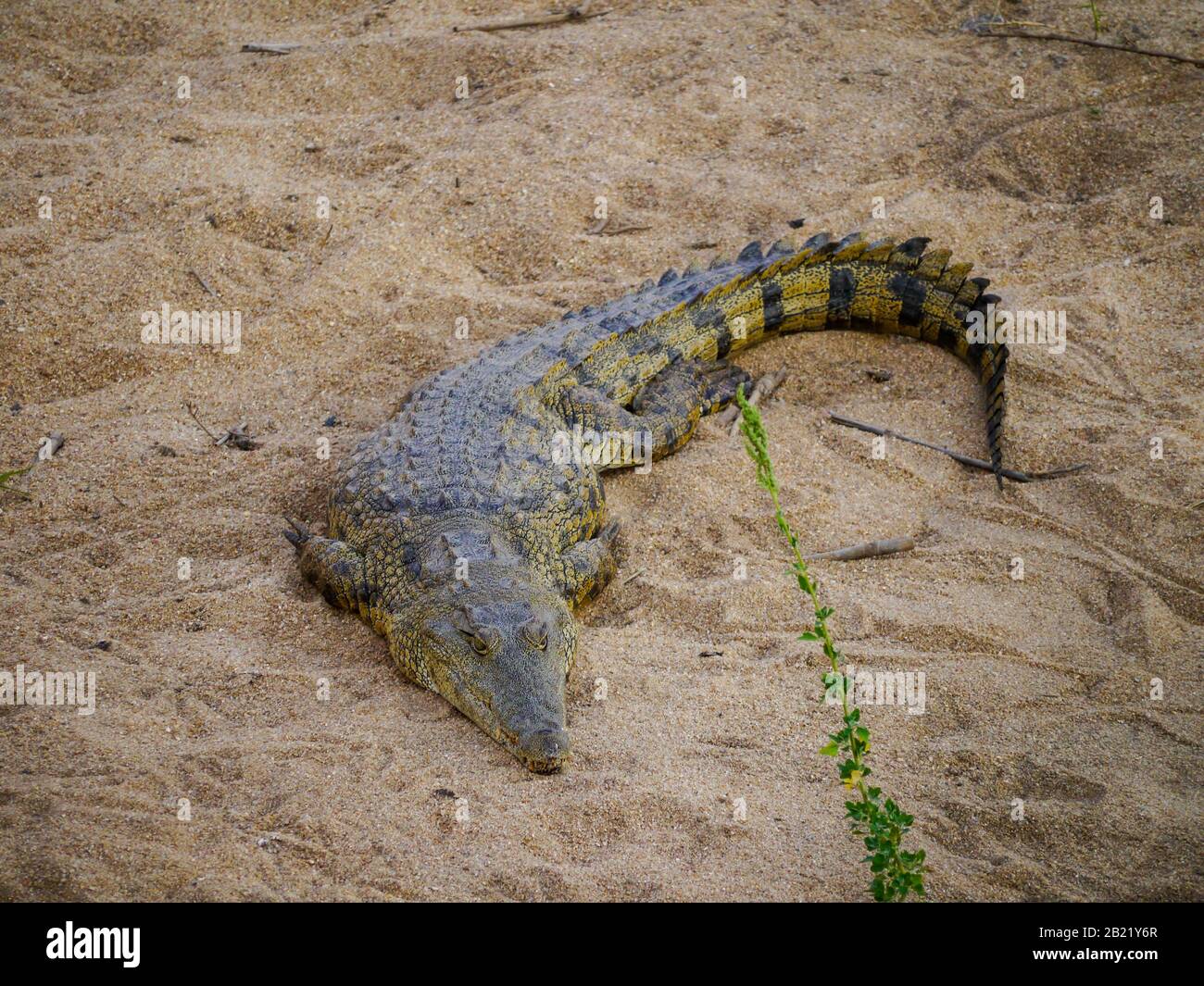 Coccodrillo del Nilo (Crocodylus niloticus) si trova nella sabbia della riva del fiume nel Kruger Nationalpark Foto Stock
