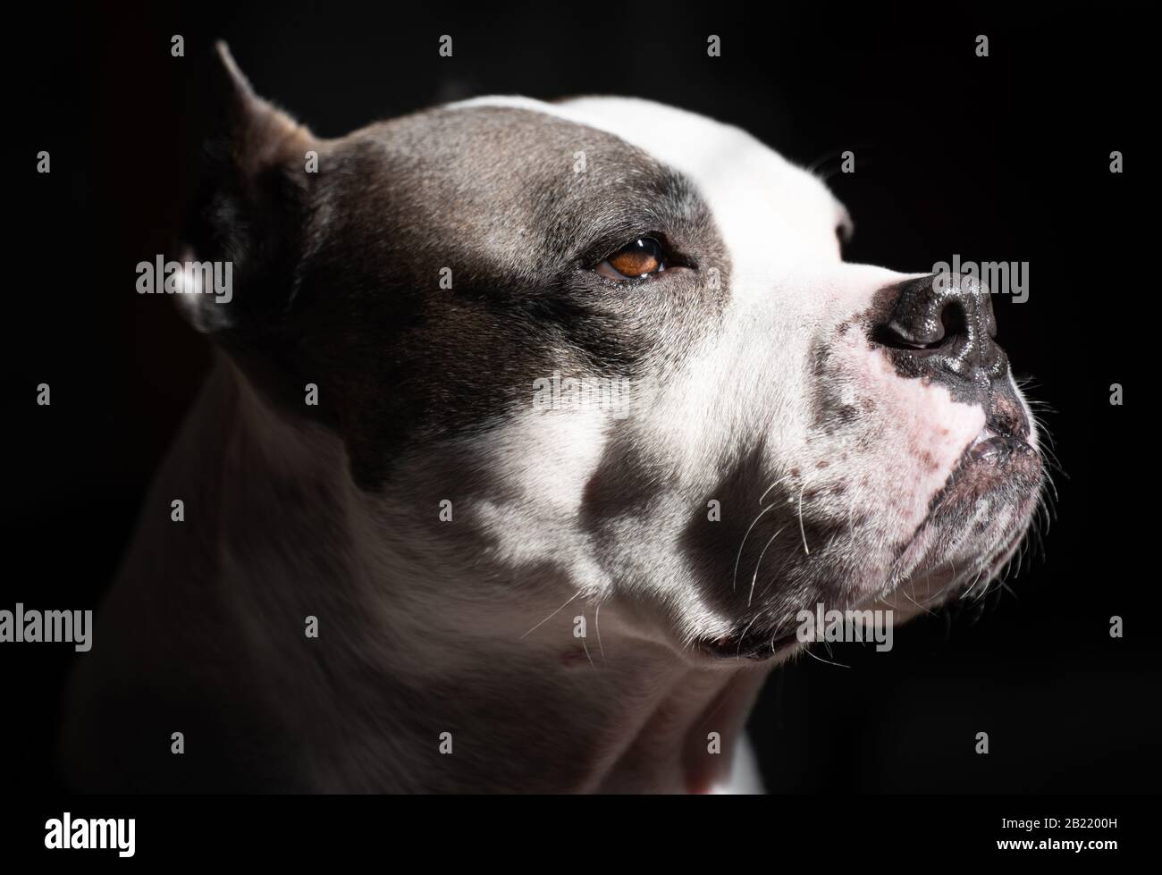 Un Terrier americano Staffordshire pone per un ritratto Foto Stock