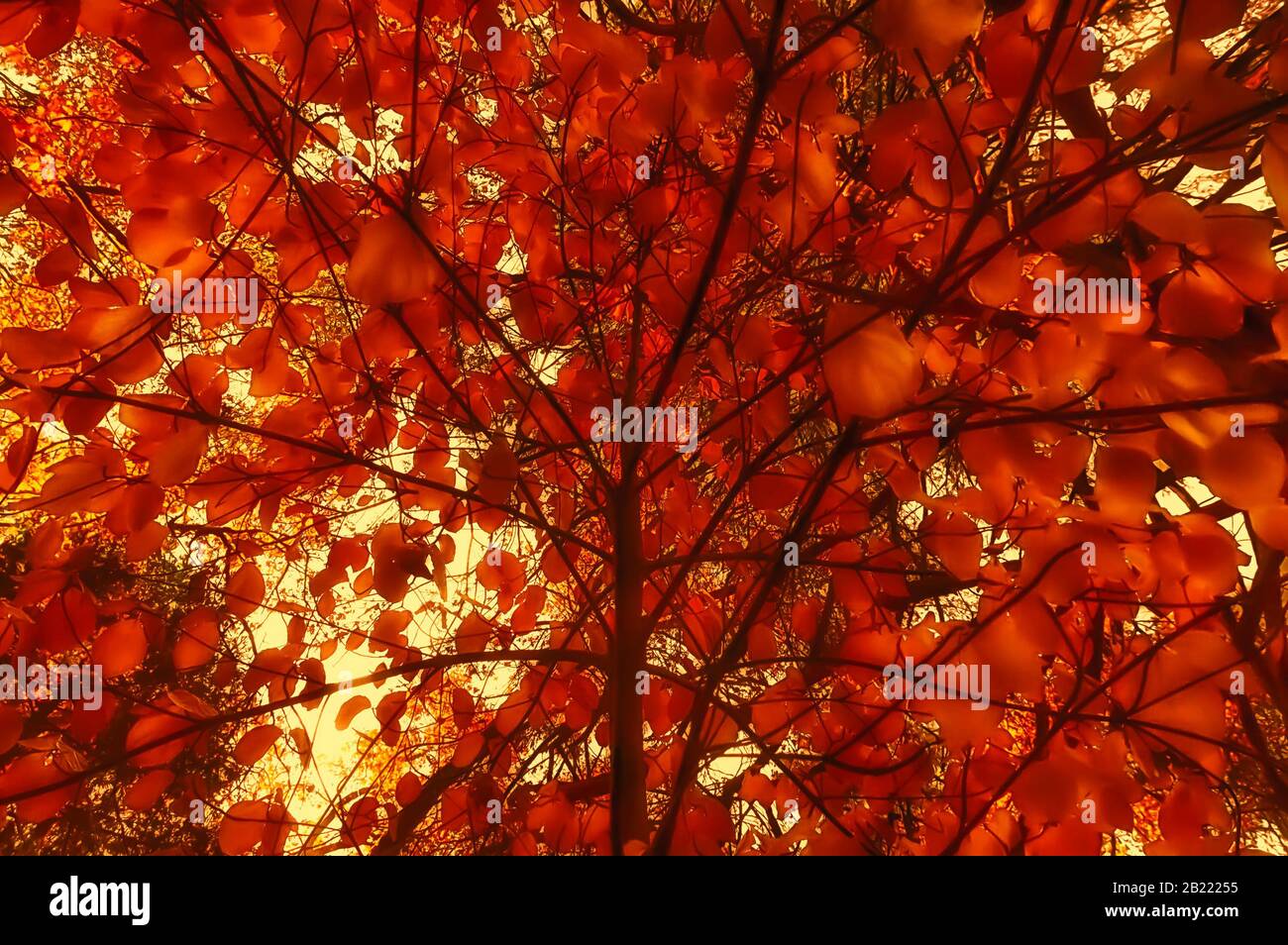 Albero astratto con foglie d'autunno rosso arancio e luce solare dorata. Foto Stock