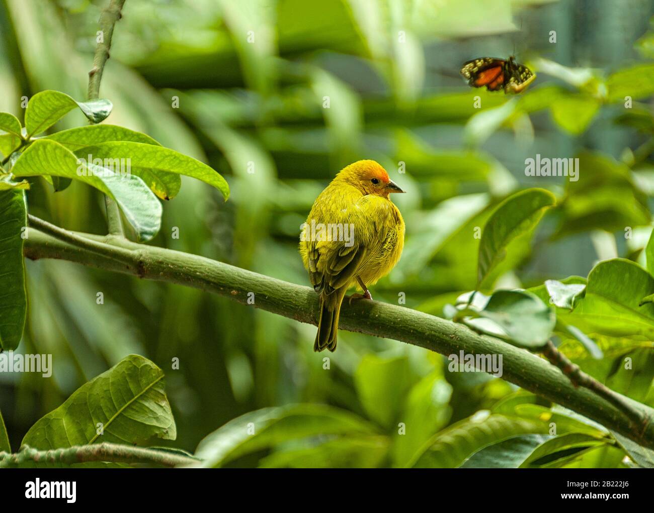 American Yellow Warbler, Setophaga petechia, si trova su un ramo di albero e si affaccia sulla sua spalla. Foto Stock