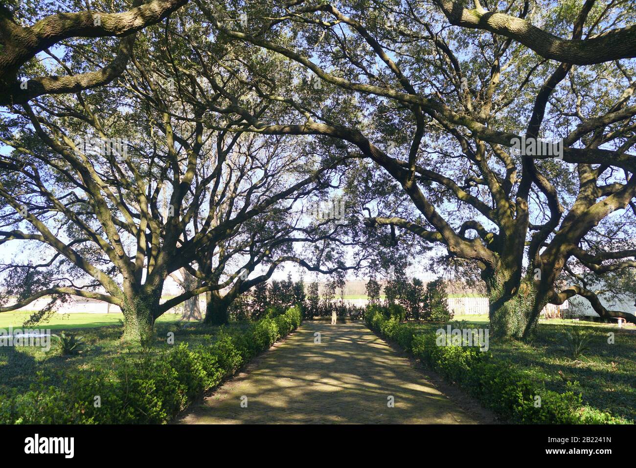 Edgard, Louisiana, U.S.A - 2 febbraio 2020 - le vecchie querce dalla villa bianca di Whitney Plantation Foto Stock