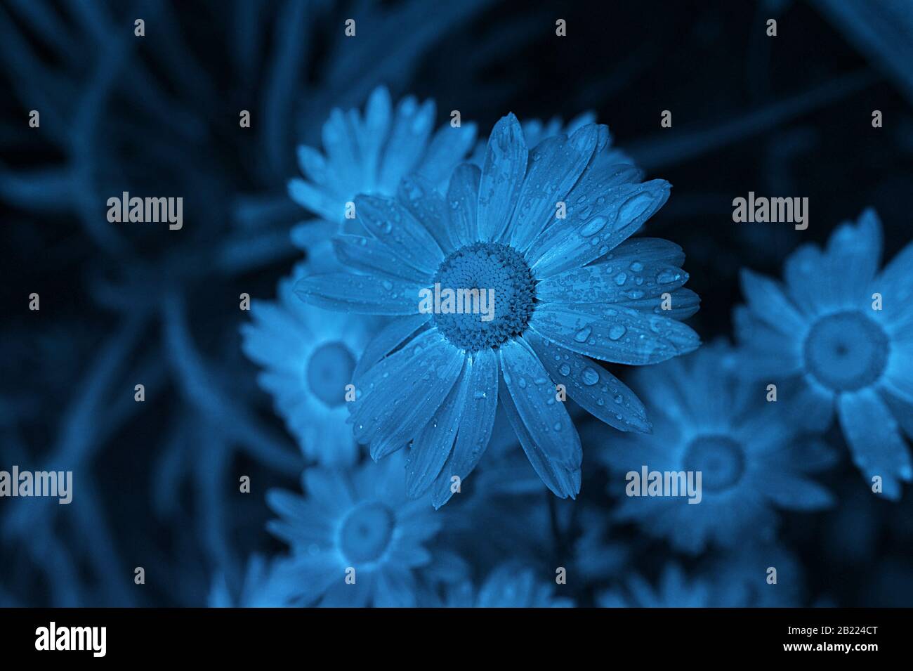 Daisy fiore a colori del 2020 Classic Blue, petali bagnati con gocce d'acqua dopo la pioggia Foto Stock