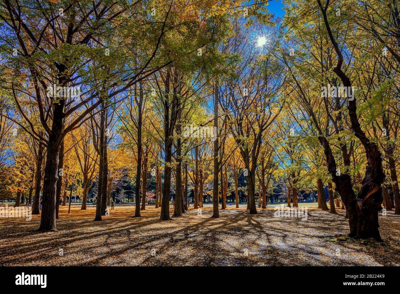 Gli aceri e gli alberi di gingko giapponesi aggiungono i colori di autunno ad un parco a Tokyo, Giappone Foto Stock