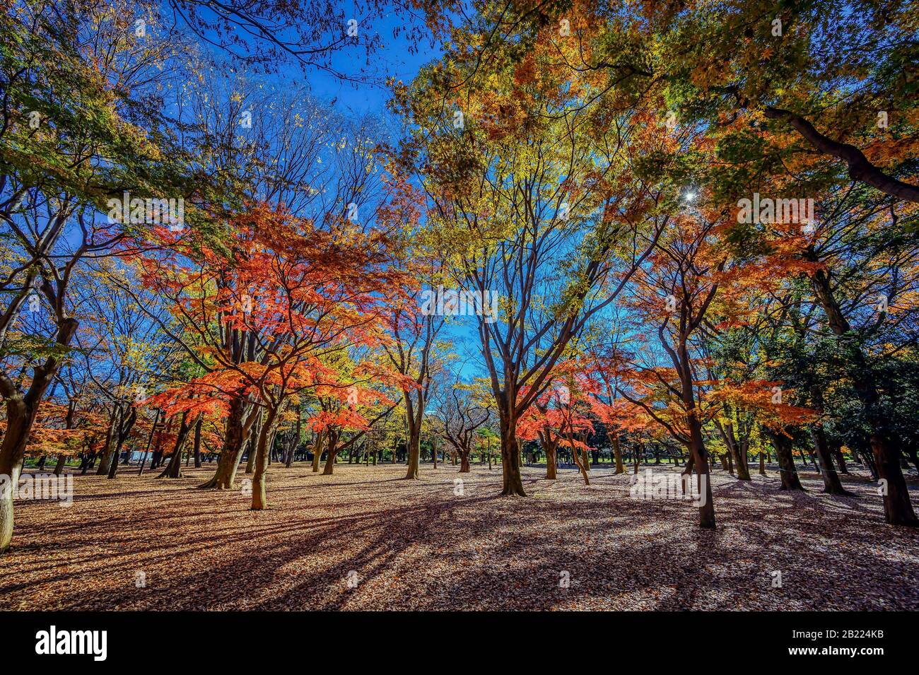 Gli aceri e gli alberi di gingko giapponesi aggiungono i colori di autunno ad un parco a Tokyo, Giappone Foto Stock