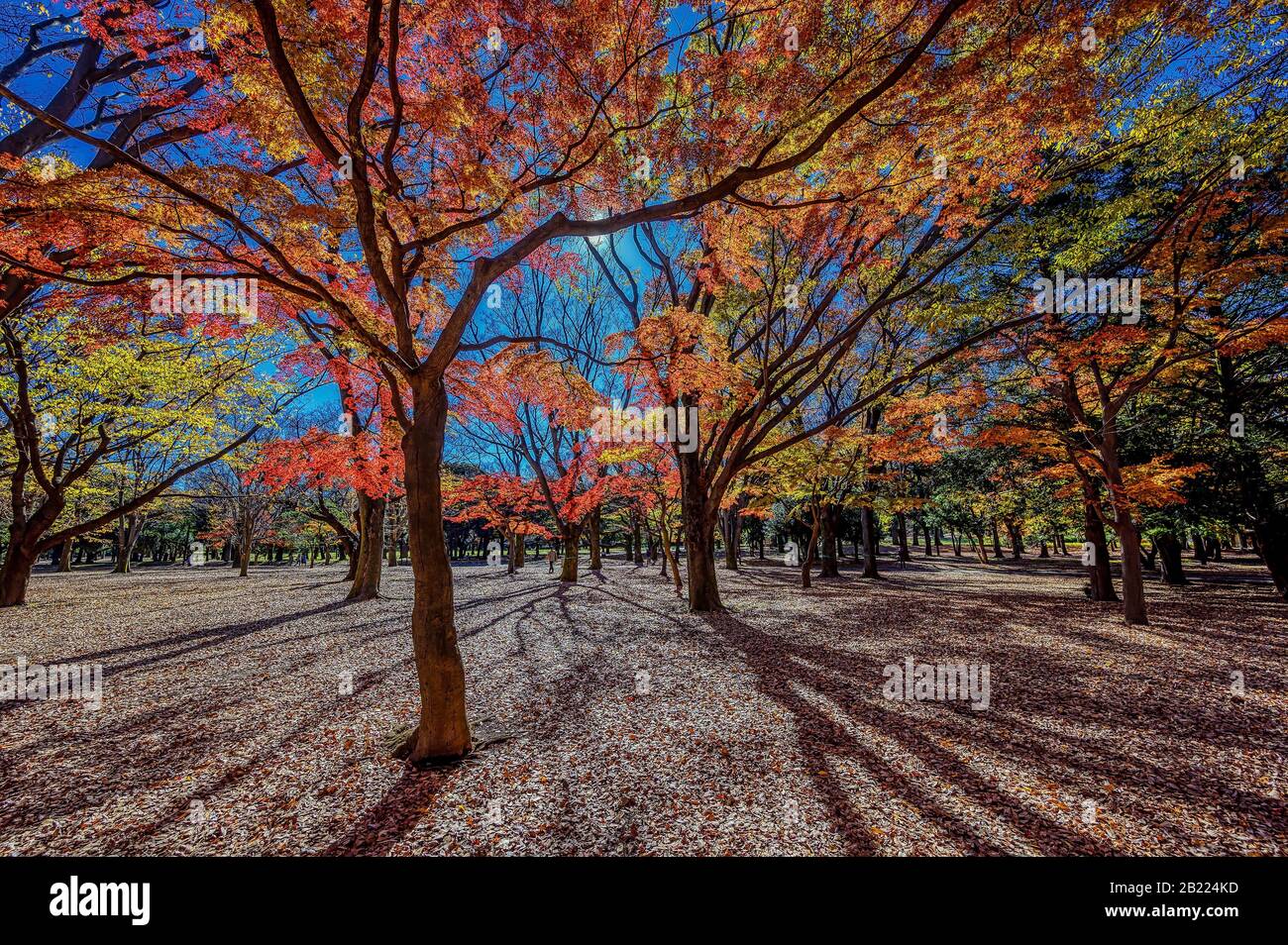 Gli aceri e gli alberi di gingko giapponesi aggiungono i colori di autunno ad un parco a Tokyo, Giappone Foto Stock