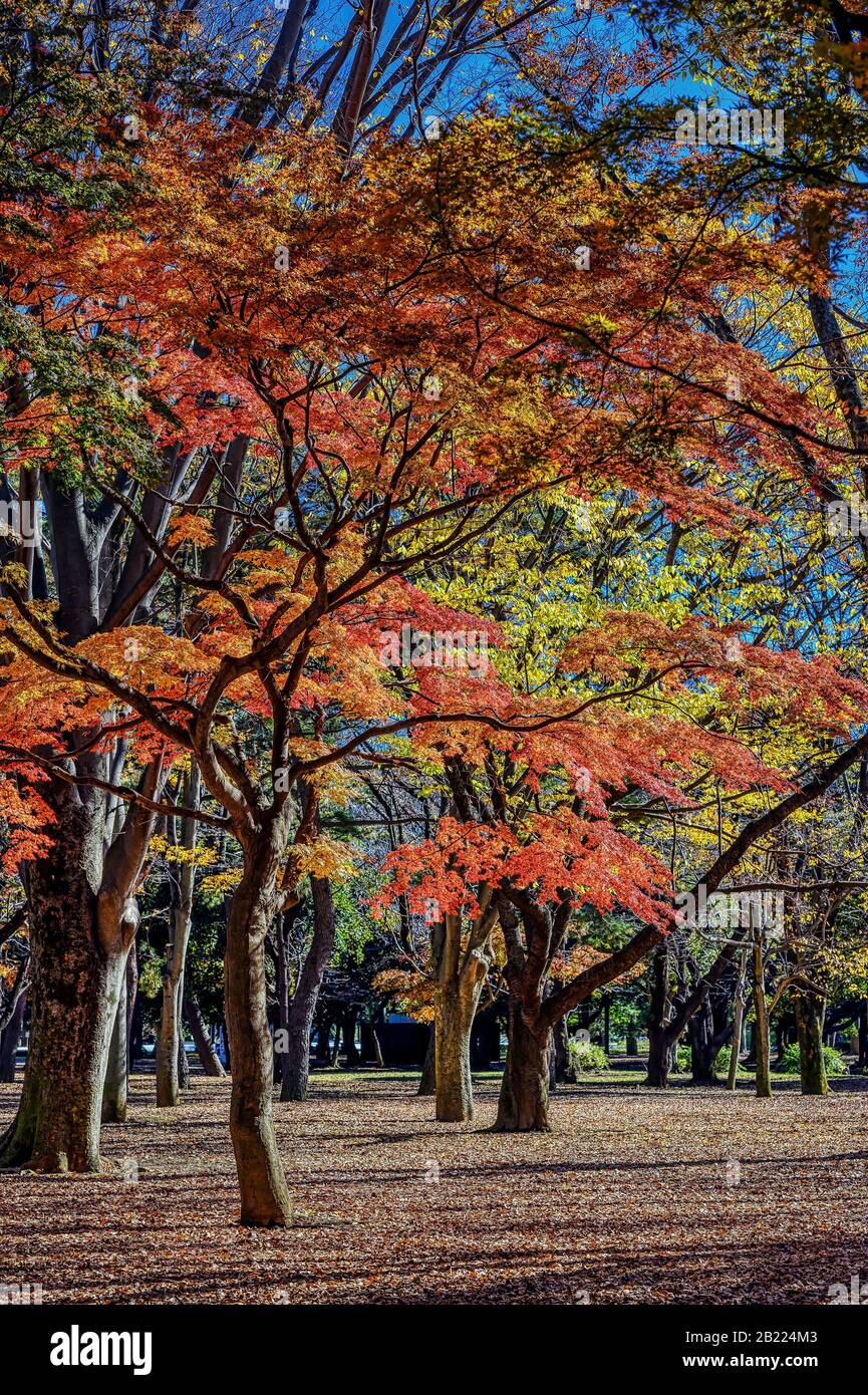 Gli aceri e gli alberi di gingko giapponesi aggiungono i colori di autunno ad un parco a Tokyo, Giappone Foto Stock