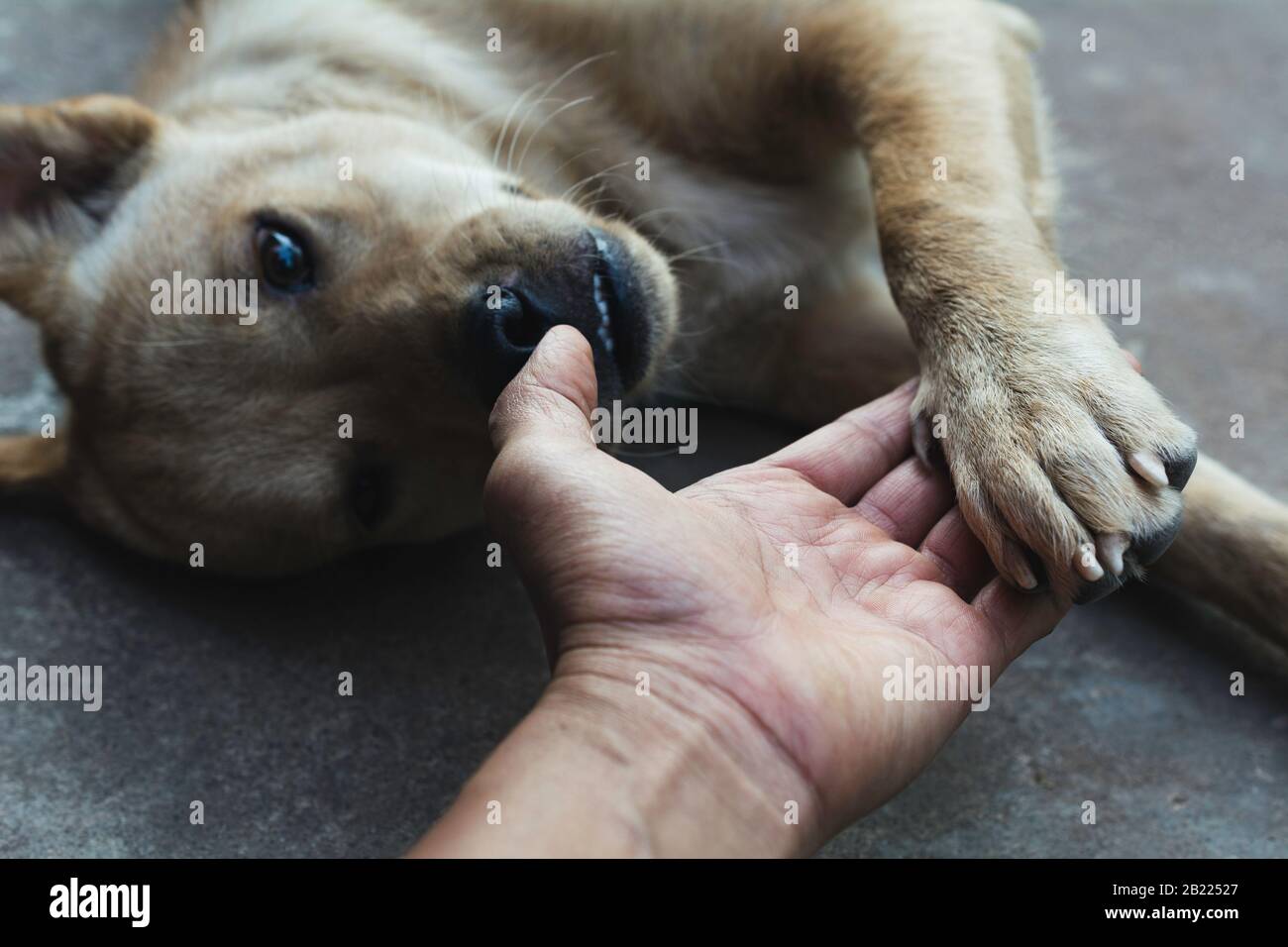 cane che stringe la mano con l'uomo, l'amicizia tra l'uomo e il cane. Zampa del cane e scuotimento della mano umana. Foto Stock