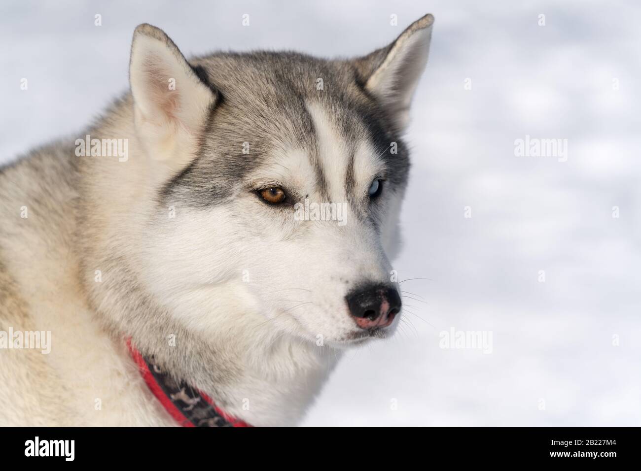 Ritratto di cute cane razza Husky prima di campionato di sport invernali Kamchatka Kids Concorsi Dog Sled Racing Dyulin Beringia. Penisola Di Kamchatka Foto Stock