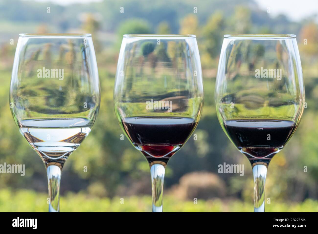 Fila di bicchieri da vino in vigna Foto Stock