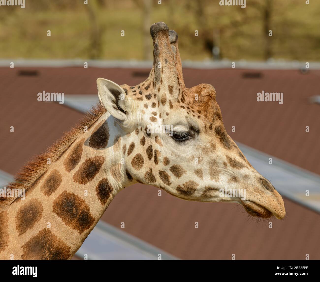 ritratto dettagliato di una giraffa nello zoo Foto Stock