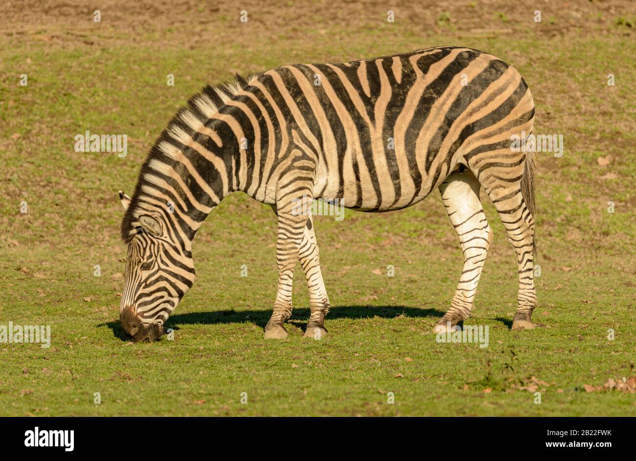 zebre pascolare su erba in luce del sole in zoo Foto Stock