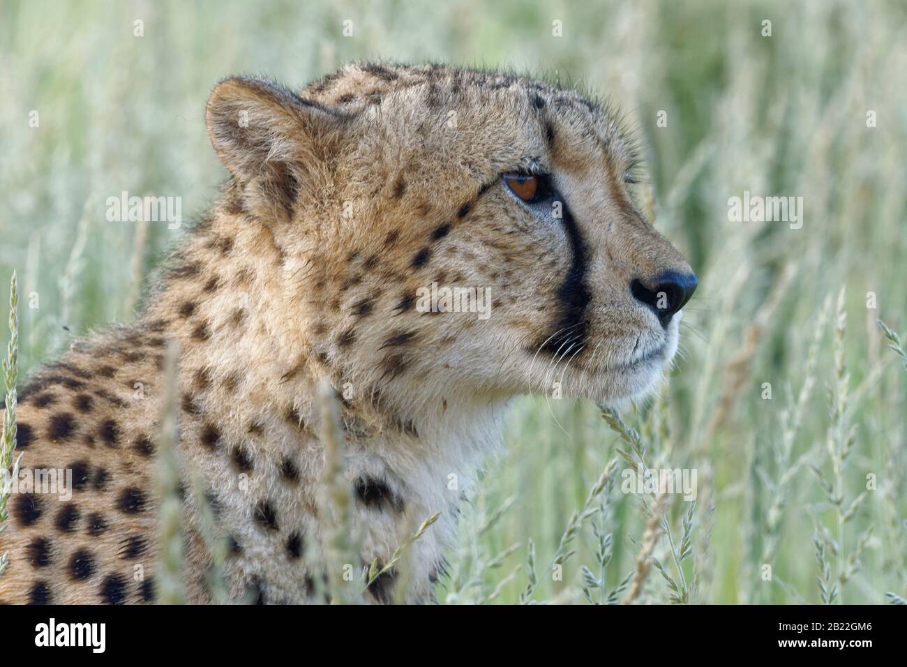 Cheetah (Acinonyx jubatus), giovane adulto maschio, in erba alta, primo piano della testa, Kgalagadi Transwallegation Park, Capo Nord, Sud Africa, Afri Foto Stock